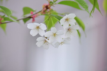 Wall Mural - Cherry Blossom