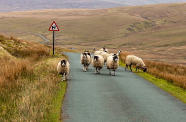 Traffic jam, Easter Bank Holiday in Swaledale, Yorkshire Dales.  A flock of Swaledale Ewes heading up the road towards Tan Hill.  Horizontal.  Space for copy.  No people