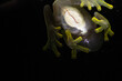 glass frog Hyalinobatrachium fleischmanni macro