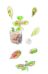 Wall Mural - Watercolor drawing set of seedlings plants and leaves on a white background