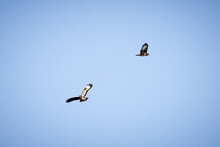 Buzzards Birds In The Sky