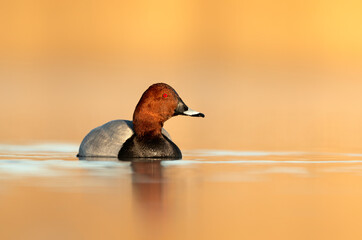 Sticker - Common pochard bird duck male ( Aythya ferina ) close up Photo taken in beautiful sunny morning