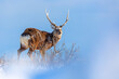 Sika deer in a winter landscape. Winter landscape with a wild animal. Hokkaido in winter. Japanese winter.