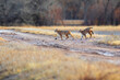 Wild bobcats from Bosque del Apache Wildlife Refuge. Wild mother bobcat walking across a road with a bobcat cub. New Mexico landscape with wild animals.