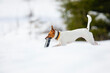Photography with a white dog on snow. Beautiful white dog in winter landscape with snow. Dog games.