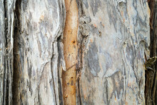 Close-up Of The Bark Of The Melaleuca Tree Also Known As Paperbark Tree, Near Darwin In The Northern Territory Of Australia
