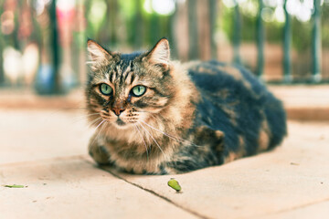 Poster - Adorable cat resting lying down at the park.