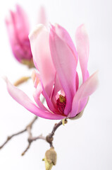 Wall Mural - Magnolia flowers on a branch. White background