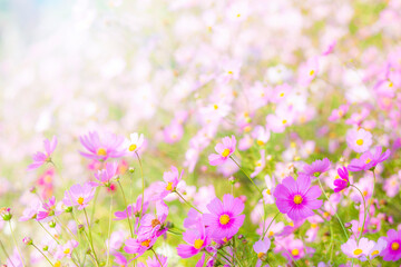 コスモスの花