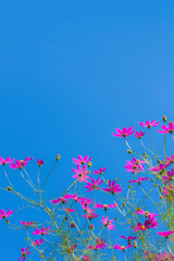 Wall Mural - コスモスの花と青空