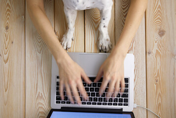 Fototapete - Image of woman’s hands typing fast on laptop keyboard with dog’s paws on same tabletop. View from above. Remote work from home concept image.