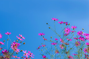 Sticker - コスモスの花と青空