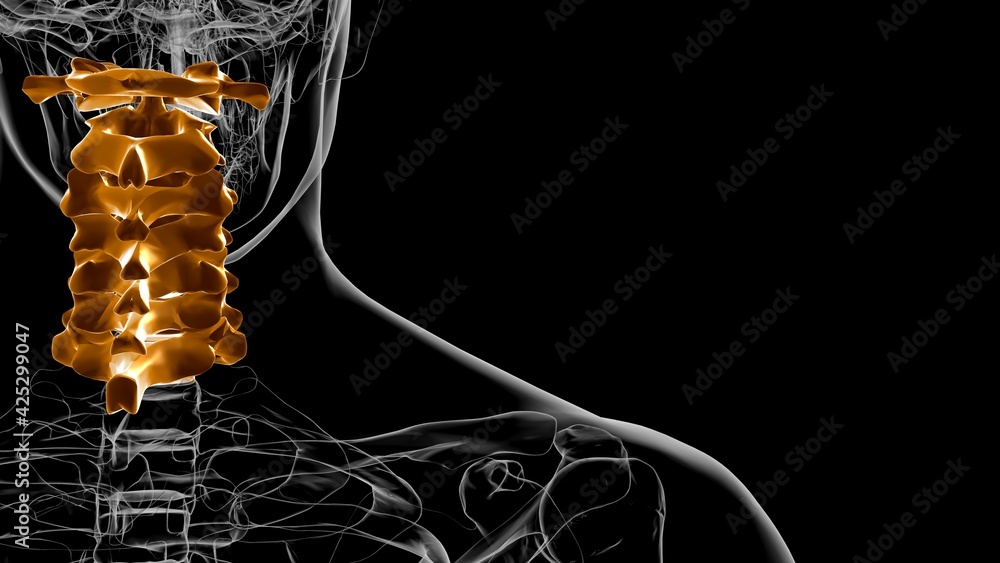 Human Skeleton Vertebral Column Cervical Vertebrae Anatomy 3D Stock ...