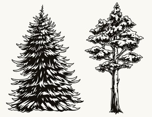 Fir and pine trees vintage template