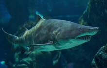 Sand Tiger Shark In The Aquarium Background              