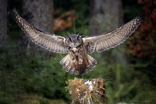 The Great Eagle Owl Lands On A Tree Stump In The Forest.