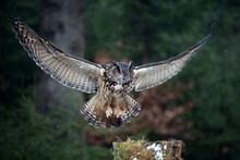 The Great Eagle Owl Lands On A Tree Stump In The Forest.