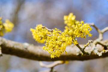 The Cornelian cherry bloom