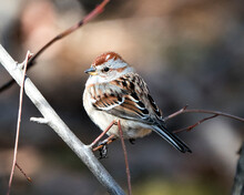 Chipping Sparrow Photo. Close-up Profile View Perched On A Branch With A Blur Background And Enjoying Its Environment And Habitat. Image. Picture. Portrait.