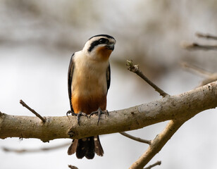 Wall Mural - Collared Falconet Sitting on Branch