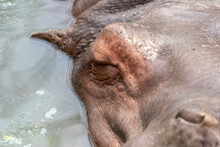Front Close Up View Of Hippo Face