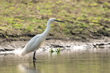 Wall Mural - Intermediate Egret Wading in River