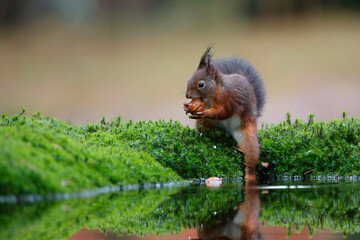 Wall Mural - Eurasian red squirrel (Sciurus vulgaris) searching for food in the forest in the South of the Netherlands. 