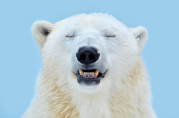 Wall Mural - polar bear portrait