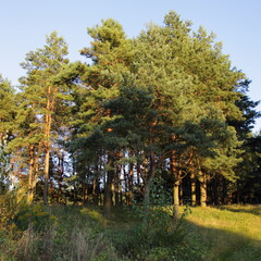 Poster - Beautiful pine trees on East European pine forest edge at sunny summer evening in yellow Sun lighting