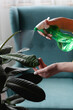 © perfectlab - Woman care of houseplants, spraying water at home