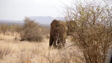 An Elephant Amid Dry Grass Landscape, Digs In The Dirt, Hidden By Bush. Slow Motion