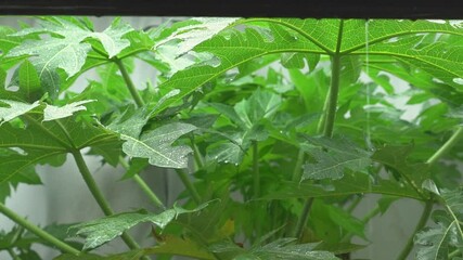 Wall Mural - Slow motion footage of the dripping water or raindrops on the papaya leaf, The rainy season of Thailand.