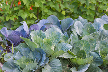 leaves of various cabbage (brassicas) plants in homemade garden plot. vegetable patch with chard (ma