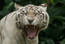 White Bengal Tiger Roaring, Close Up. The White Tiger Is A Recessive Mutant Of The Bengal Tiger, Which Was Reported In The Wild From Time To Time In Assam, Bengal, Bihar