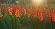Red gladiolus flower farm with sunlight