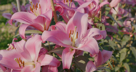 Sticker - Pink Lily flower farm garden