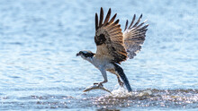 Osprey Looking Out Fishing For A Meal
