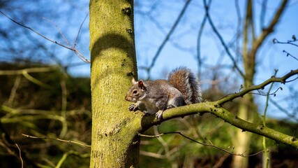 Canvas Print - Grey Squirrel 