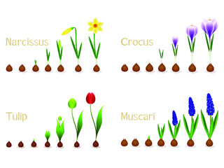 Canvas Print - Set of growth cycles of spring flowers on a white background.