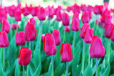 Fototapeta Tulipany - Lots of bright red-purple tulips against the backdrop of green foliage. Selective focus.