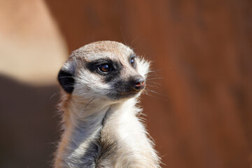 Portrait of a meerkat. Suricata suricatta. Animal looks around vigilantly and keeps watch. Mammal with brown fur. Mongoose family.