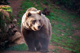 Niedźwiedź w schronisku Kuterevo