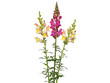 Yellow and red snapdragon flower bouquet isolated on white