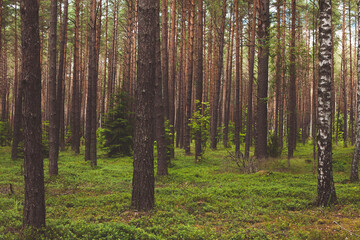 Wall Mural - Pine forest Nature landscape