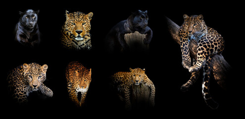 Poster - Set of many leopard. Wildlife animal on black background