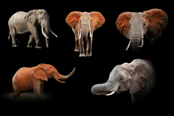 Poster - Set of many elephant. Wildlife animal on black background