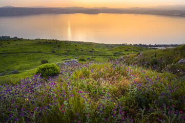 peaceful orange sunset over the sea of galilee, with flower-covered hill slope in the foreground, an