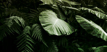 Fern And Monstera Tropical Plants Leaf. Soft Focus Blur Nature Black And Green Horizontal Long Background.