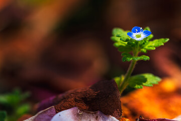 Canvas Print - flower in the forest