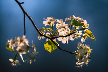 Wall Mural - blossom